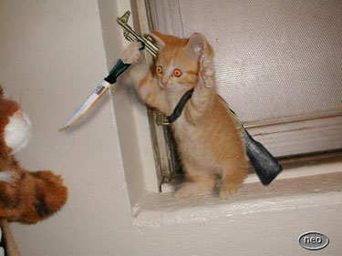 pussy cat
